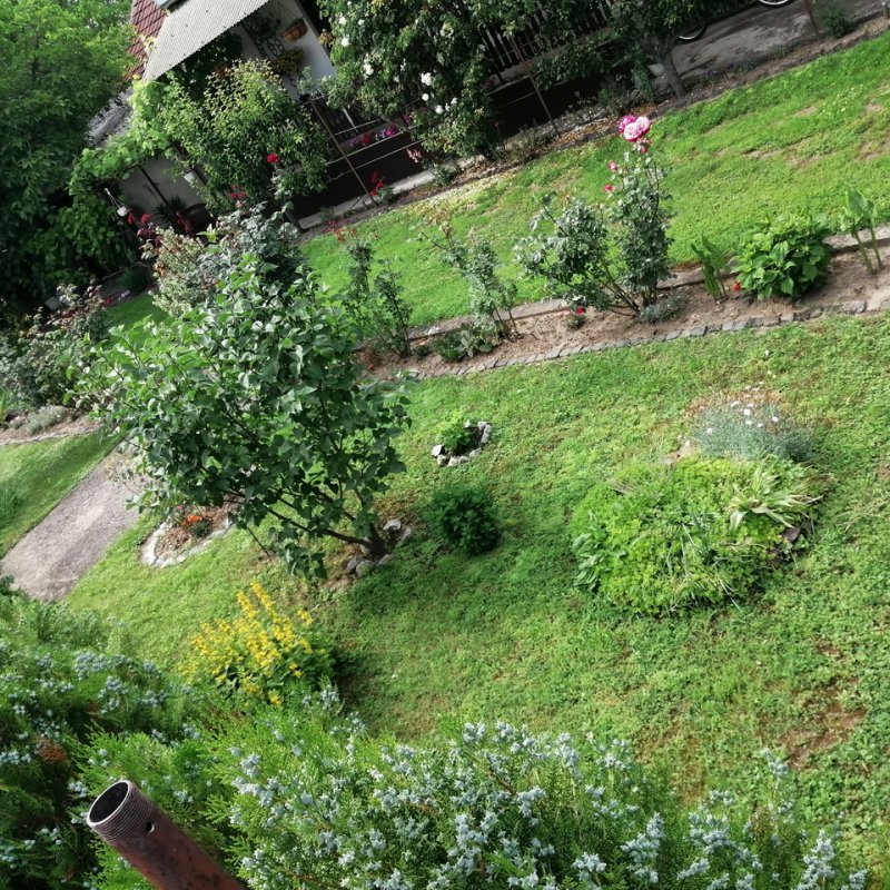 Réz Józsefné kertje 02